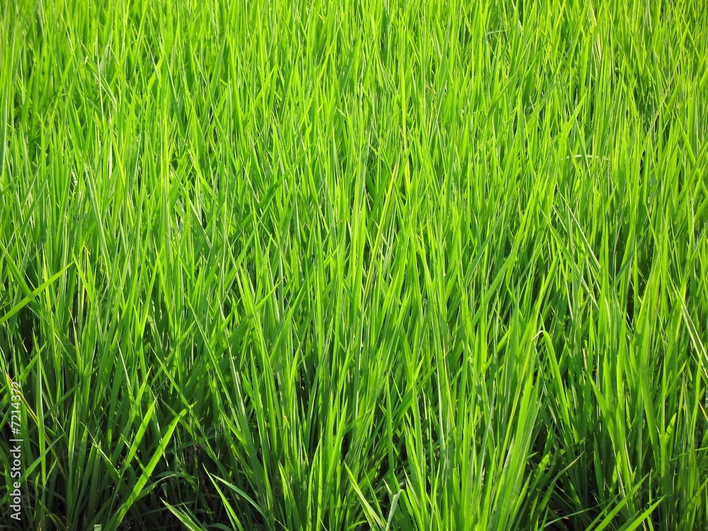 Rice Plants Rice Plants