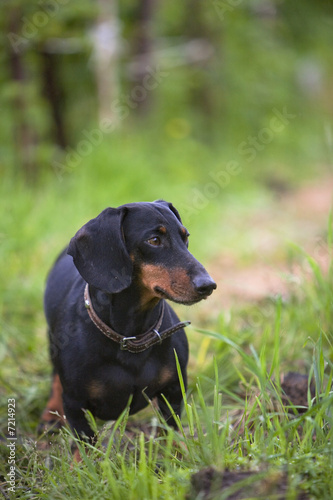 Dog © Evgeny Gultyaev