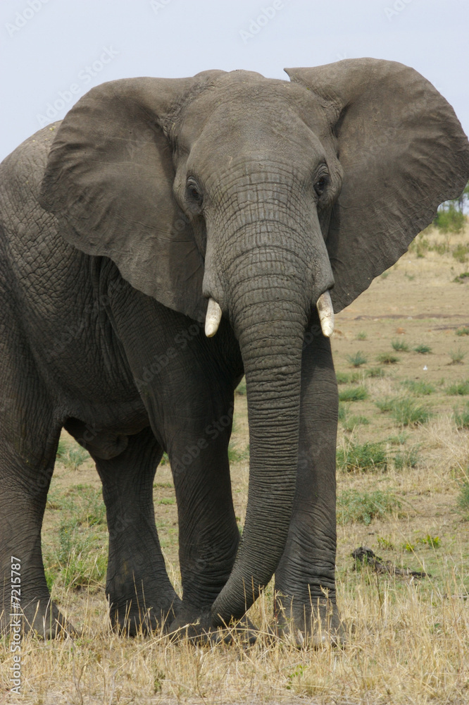 African Elephant