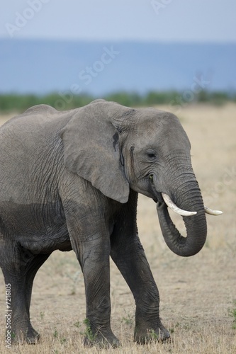 African Elephant