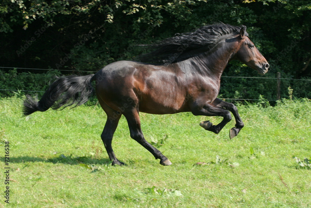 Pferde - Braunes Pferd im Galopp Pferde - Braunes Pferd im Galopp
