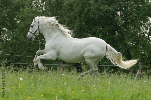 Pferde - Pferd hat sich losgerissen - mit Strick