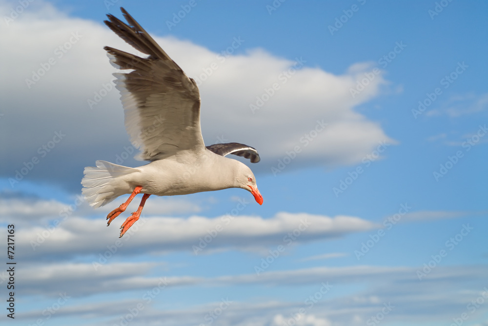Obraz premium Dolphin Gull (Leucophaeus scoresbii) in Patagonia