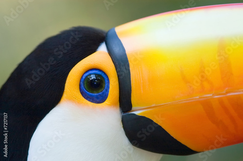Toco Toucan (Ramphastos toco) close-up