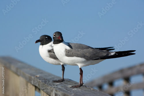 seagulls on a pier © John Steel