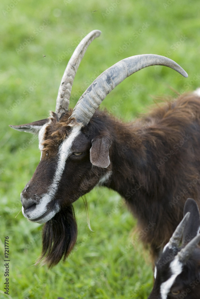 Mountain breed of goats