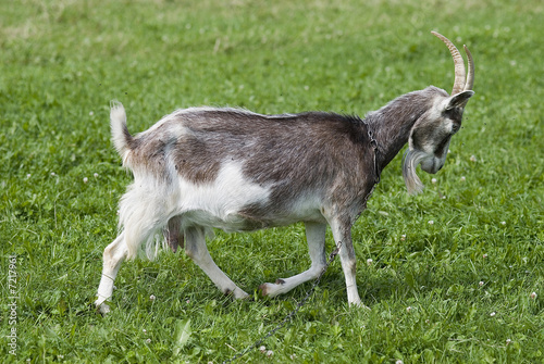 Fototapeta Naklejka Na Ścianę i Meble -  Merry goat playing on a grass