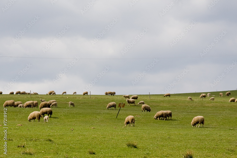 Fototapeta premium sheep pasture in beautiful czech farmland