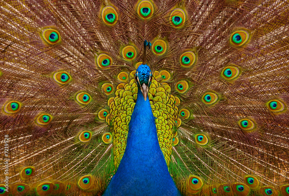 Obraz premium Beautiful peacock