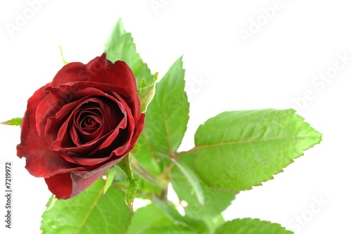 red rose and leaf photo