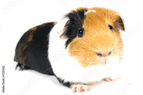 guinea pig against a white background