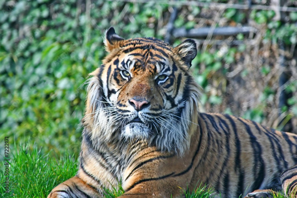 Naklejka premium Tiger basking in the sun