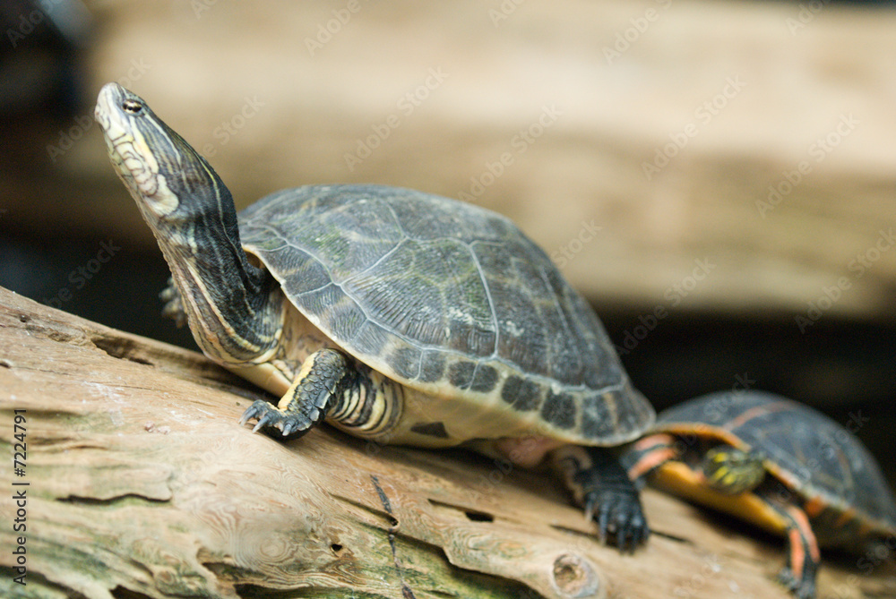 Turtle Sunning