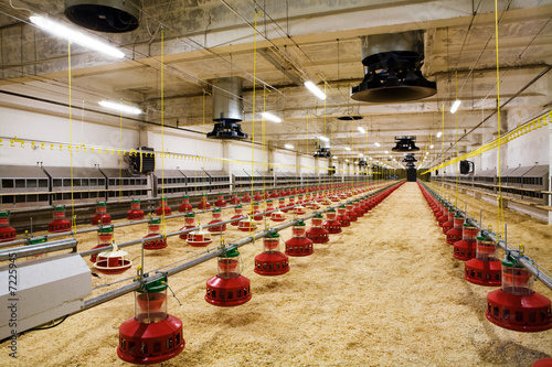 Fototapeta poultry farm