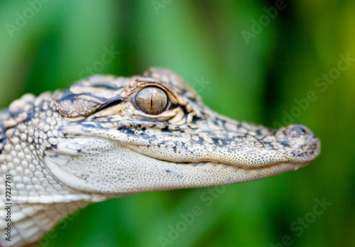 Young, one year old saltwater crocodile