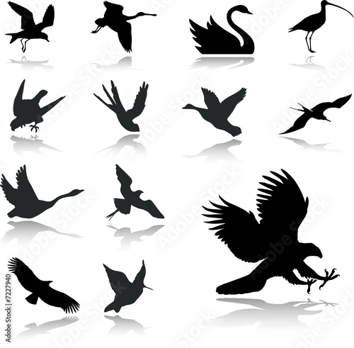 Set icons - 27. Birds. Set of twelve vector icons