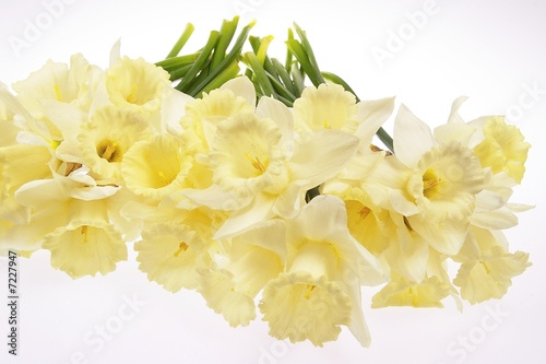 Fototapeta Naklejka Na Ścianę i Meble -  The bunch of daffodils