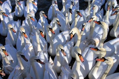Murais de parede A gaggle of hungry swans