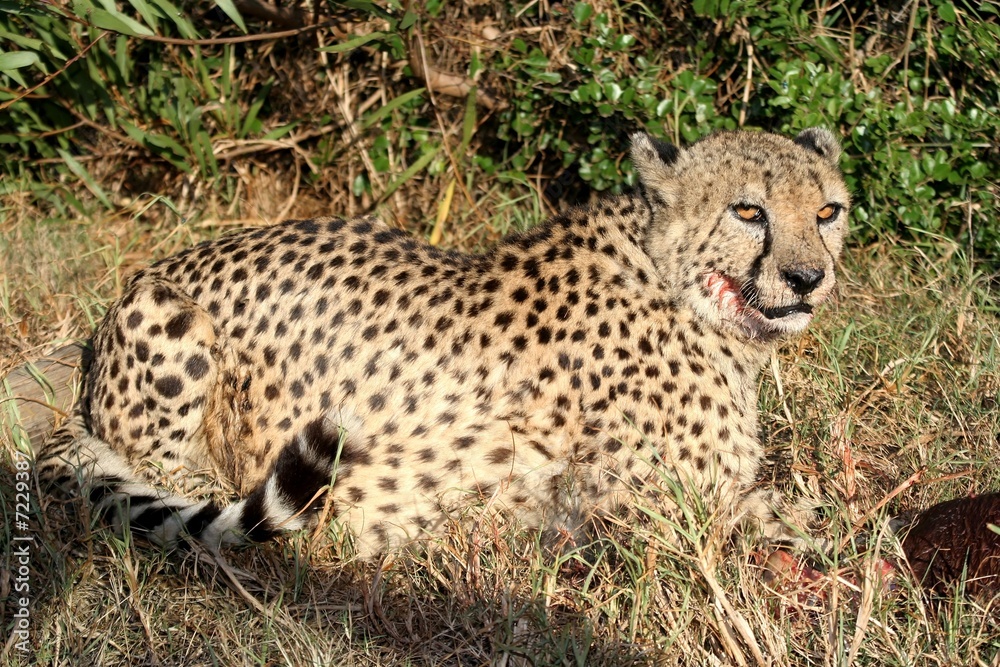 Obraz premium Cheetah at Kill