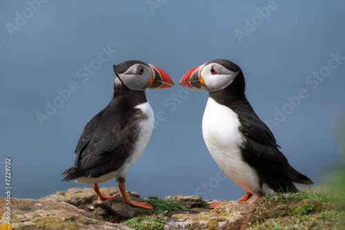 Fotomurale Two puffins