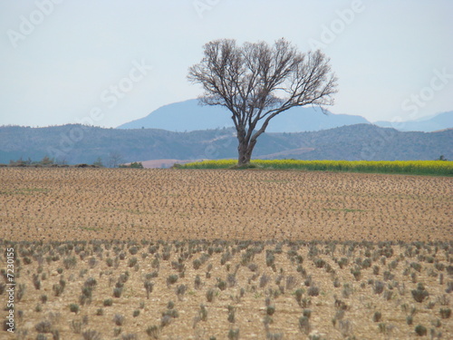 Wallpaper Mural arbre Torontodigital.ca