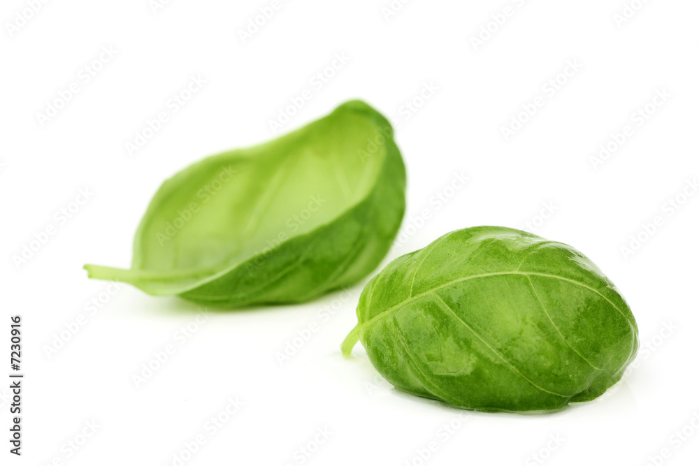 fresh basil leaves on white fresh basil leaves on white