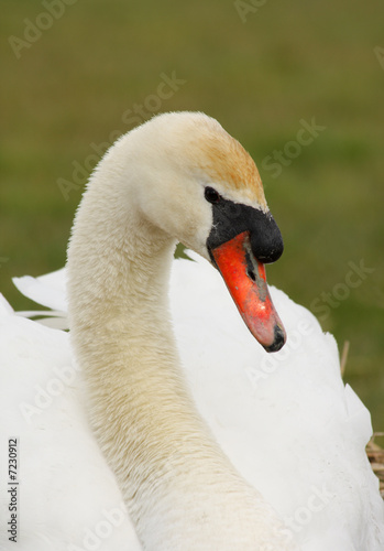 white swan, close-up