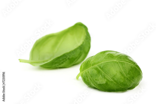 fresh basil leaves on white