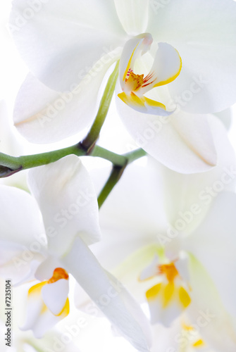 Fototapeta Naklejka Na Ścianę i Meble -  Orchid freshness.