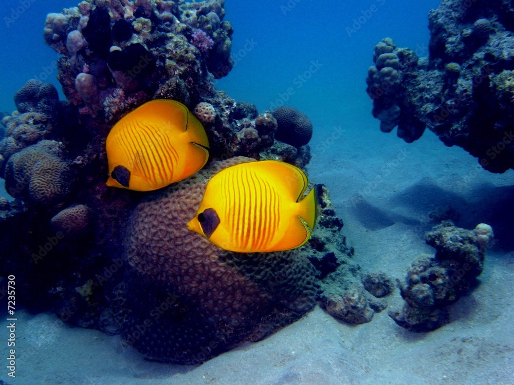Maskarill -Masken- Falterfisch (Chaetodon semilarvatus) Maskarill -Masken- Falterfisch (Chaetodon semilarvatus)