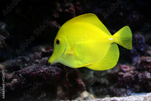 tropical fish (Zebrasoma flavescens) floats in the aquarium