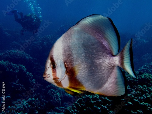 Fledermausfisch mit Taucher (Platax orbicularis)