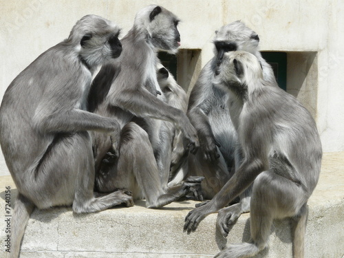 assemblée de singes photo