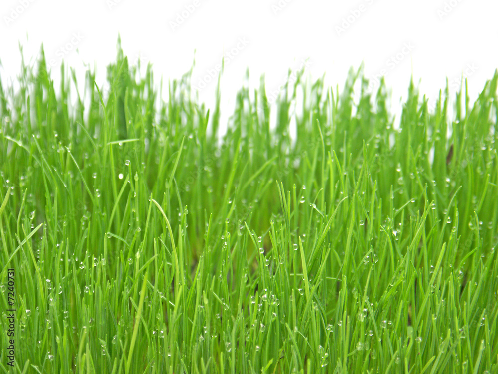 rosée du matin sur herbes rosée du matin sur herbes