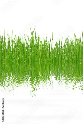herbes sous l eau