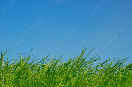 Gras