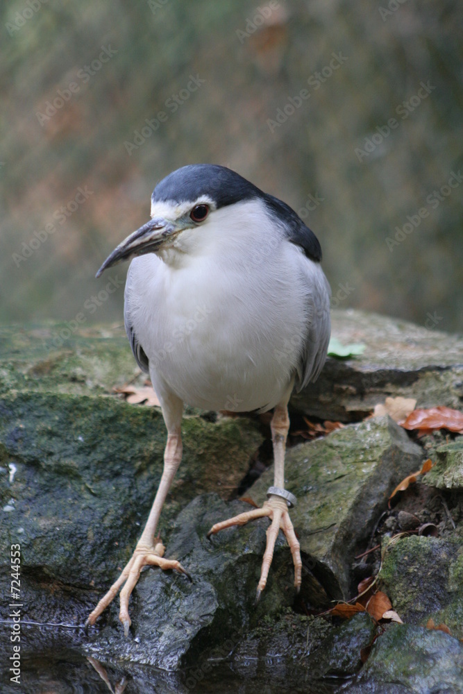 Vogel auf Stein Vogel auf Stein