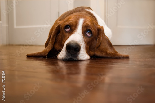 Basset hound rolling its eyes