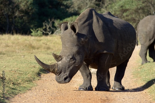 White Rhino profile