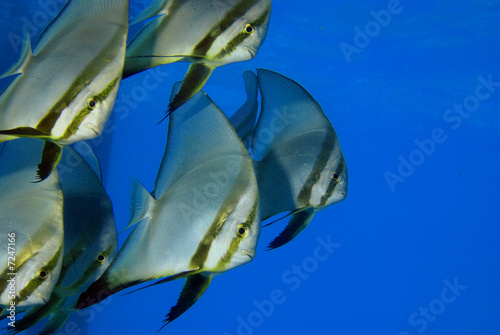 Fledermausfisch photo