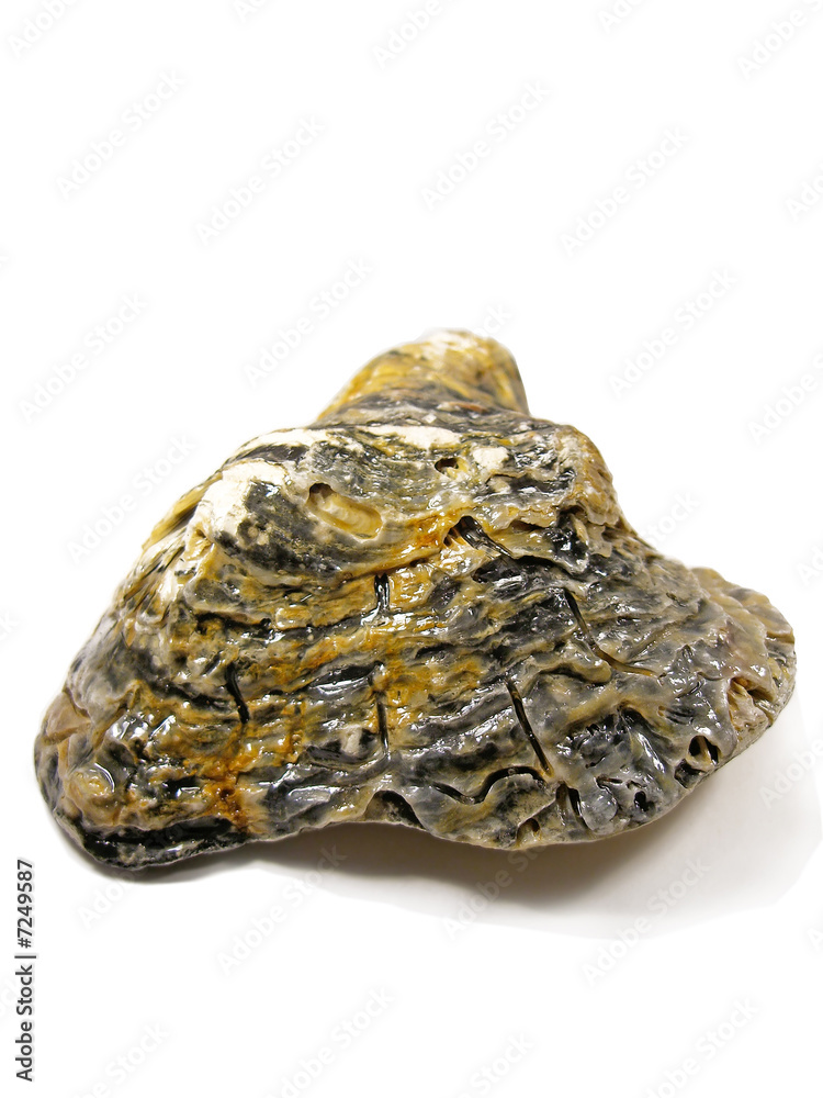 Oyster shell Oyster shell