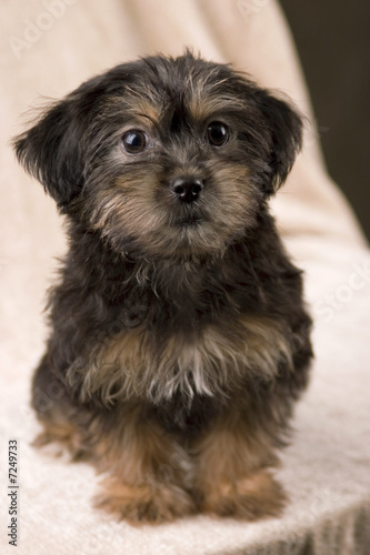 Adorable Yorki-poo Puppy