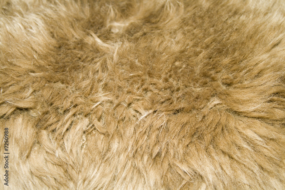 Fototapeta premium fur texture