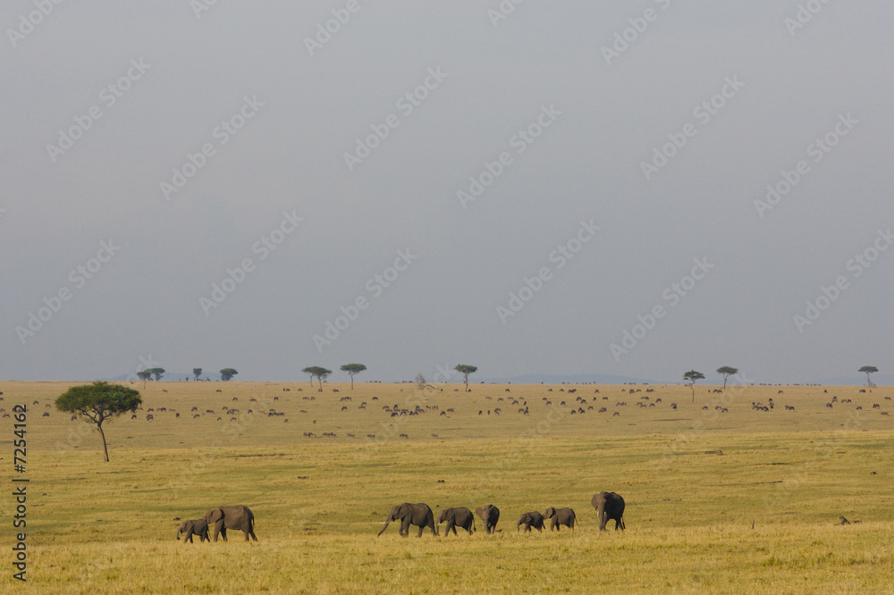 African Elephant