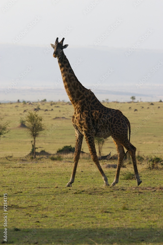 Obraz premium African Giraffes