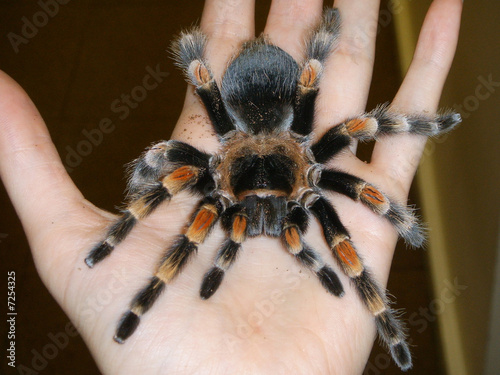 Red knee tarantula.