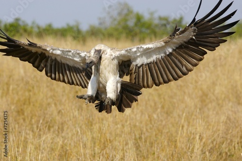 African Vultures © Kitch Bain