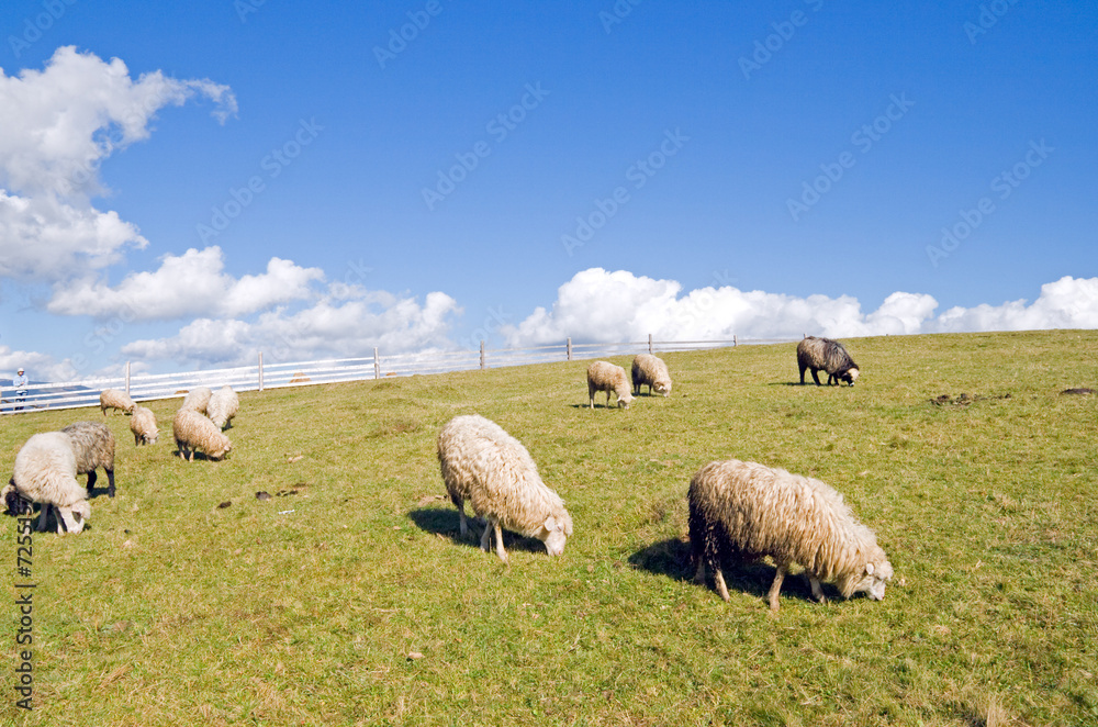 Fototapeta premium Sheep on mountain