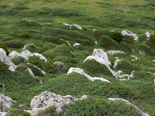 structure grass