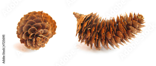 Cones conifer isolated on white background
